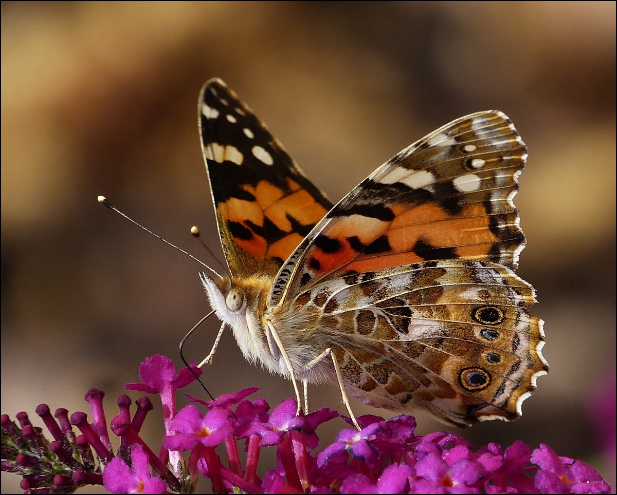 . Impressionen eines Distelfalters (Vanessa cardui) - Und schon ist Nektarnaschen wieder angesagt. 13.08.2013 (Jeanny)