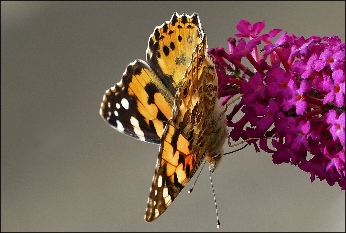 . Impressionen eines Distelfalters (Vanessa cardui) - Der Sommerflieder eignet sich bestens zum Herumturnen. 13.08.2013 (Jeanny)