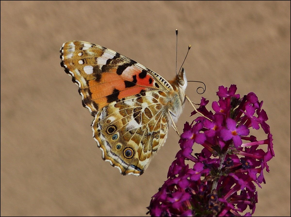 . Impressionen eines Distelfalters (Vanessa cardui) - Mit geschlossenen Flgeln und eingerolltem Rssel legt der schne Schmetterling eine kurze Pause ein. 13.08.2013 (Jeanny)