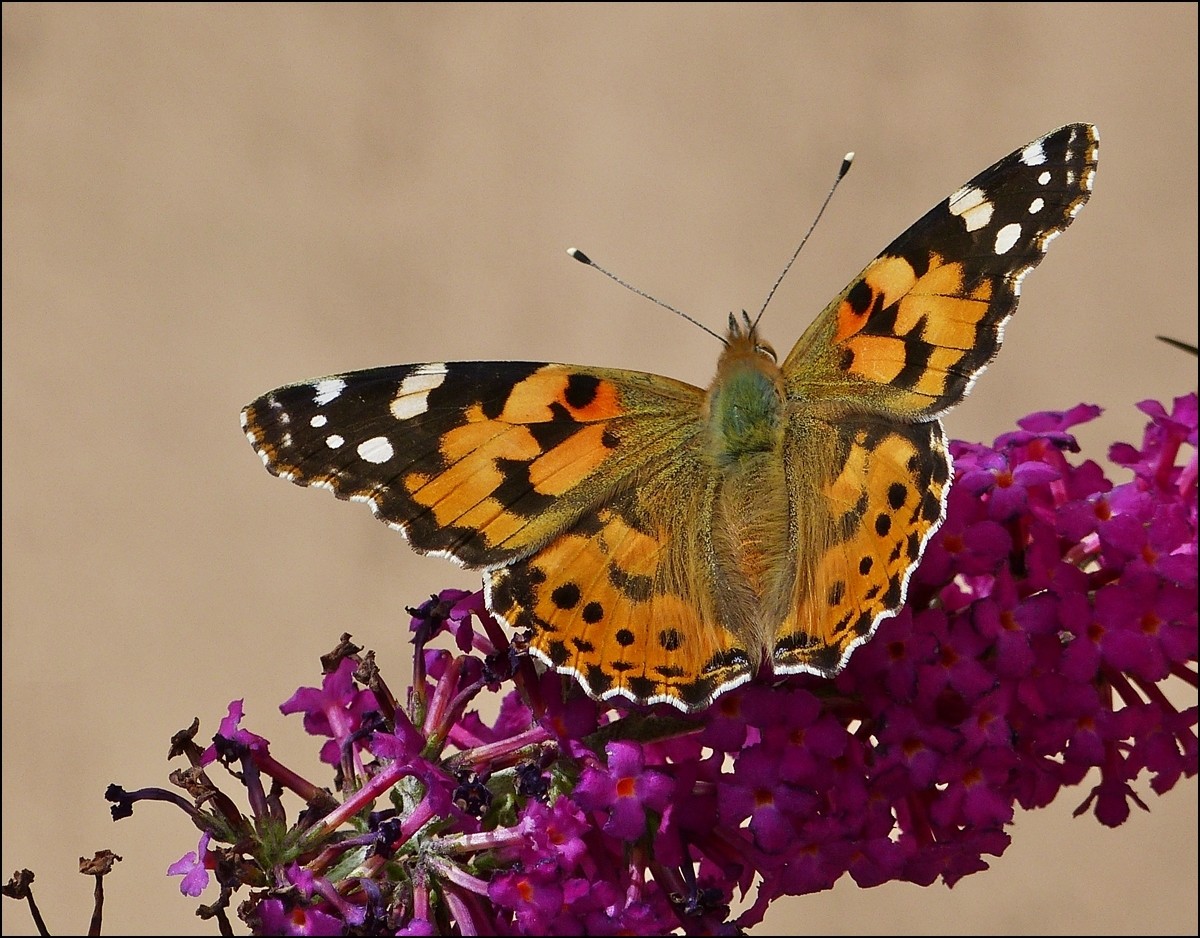 . Impressionen eines Distelfalters (Vanessa cardui) - Mit geffneten Flgeln nascht er am Nektar des Sommerflieders. 13.08.2013 (Jeanny)