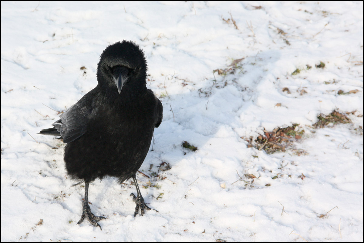 . Intelligenter Schwarzer Vogel -

Eine Rabenkrhe im Unteren Schlossgarten in Stuttgart.

18.01.2017 (M)