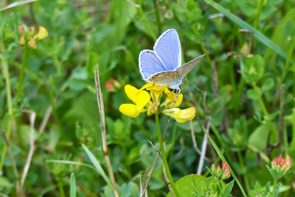 . Klein aber fein, der Hauhechel-Bluling (Polyommatus icarus). 15.07.2014 (Jeanny)
