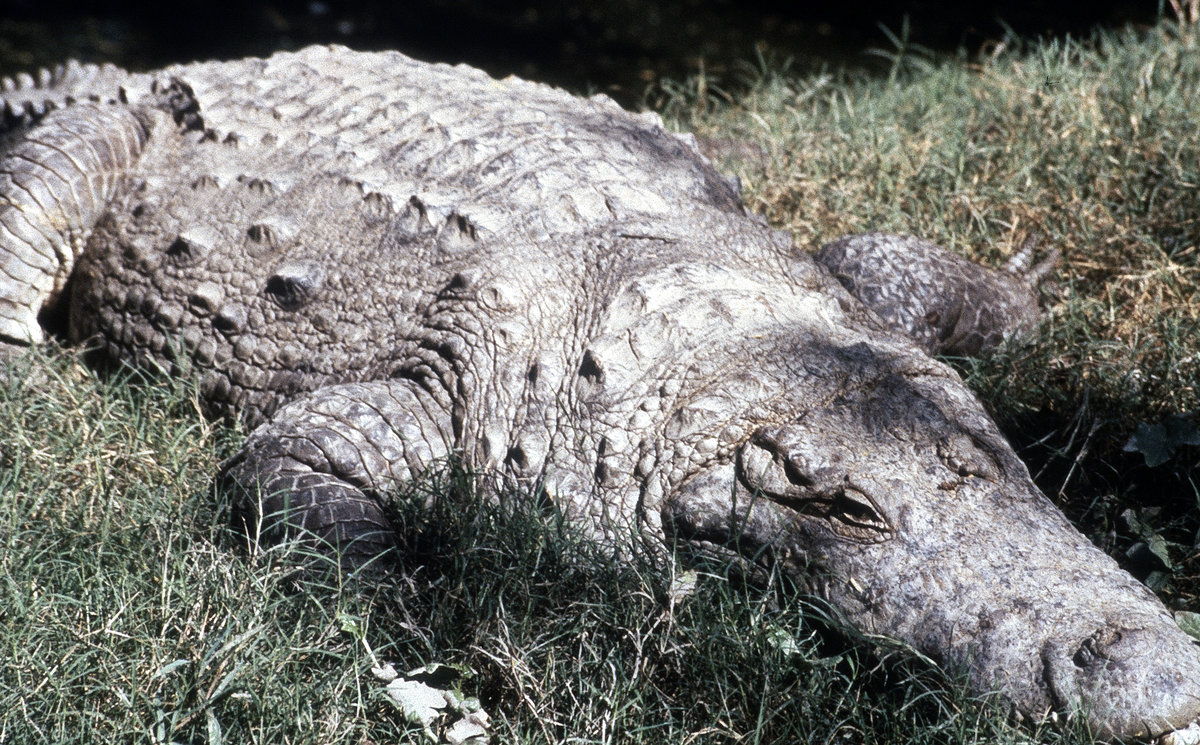  Krokodile in Panama (Sri Lanka). Bild vom Dia. Aufnahme: Januar 1989.
