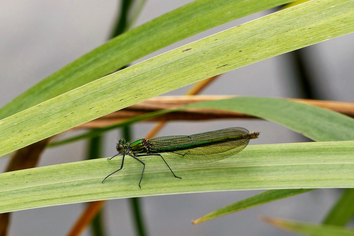 . Kurze Rast fr ein Weibchen der Blauflgel-Prachtlibelle (Calopteryx virgo). 16.08.2014 (Jeanny)