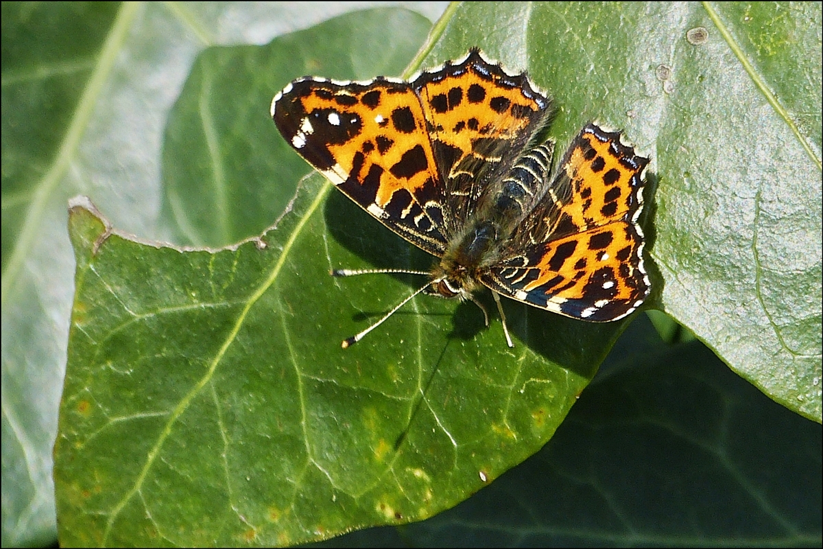 . Landkrtchen (Araschnia levana f. levana) der Frhlingsgeneration. 05.04.2014 (Hans)