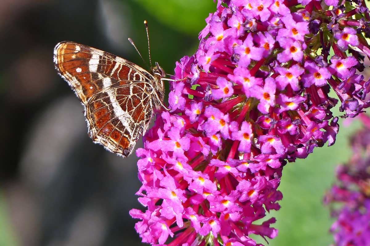 . Landkrtchen der Sommergeneration (Araschnia levana f. prorsa) mit geschlossenen Flgeln. 18.07.2015  (Jeanny)