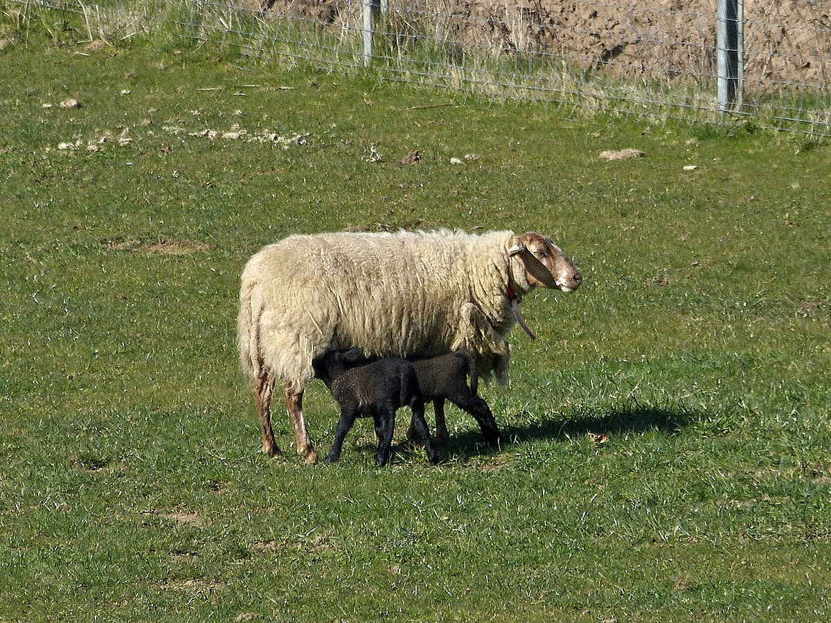 . Mutterschaf mit zwei schwarzen Lmmern. 10.03.2014 (Hans)