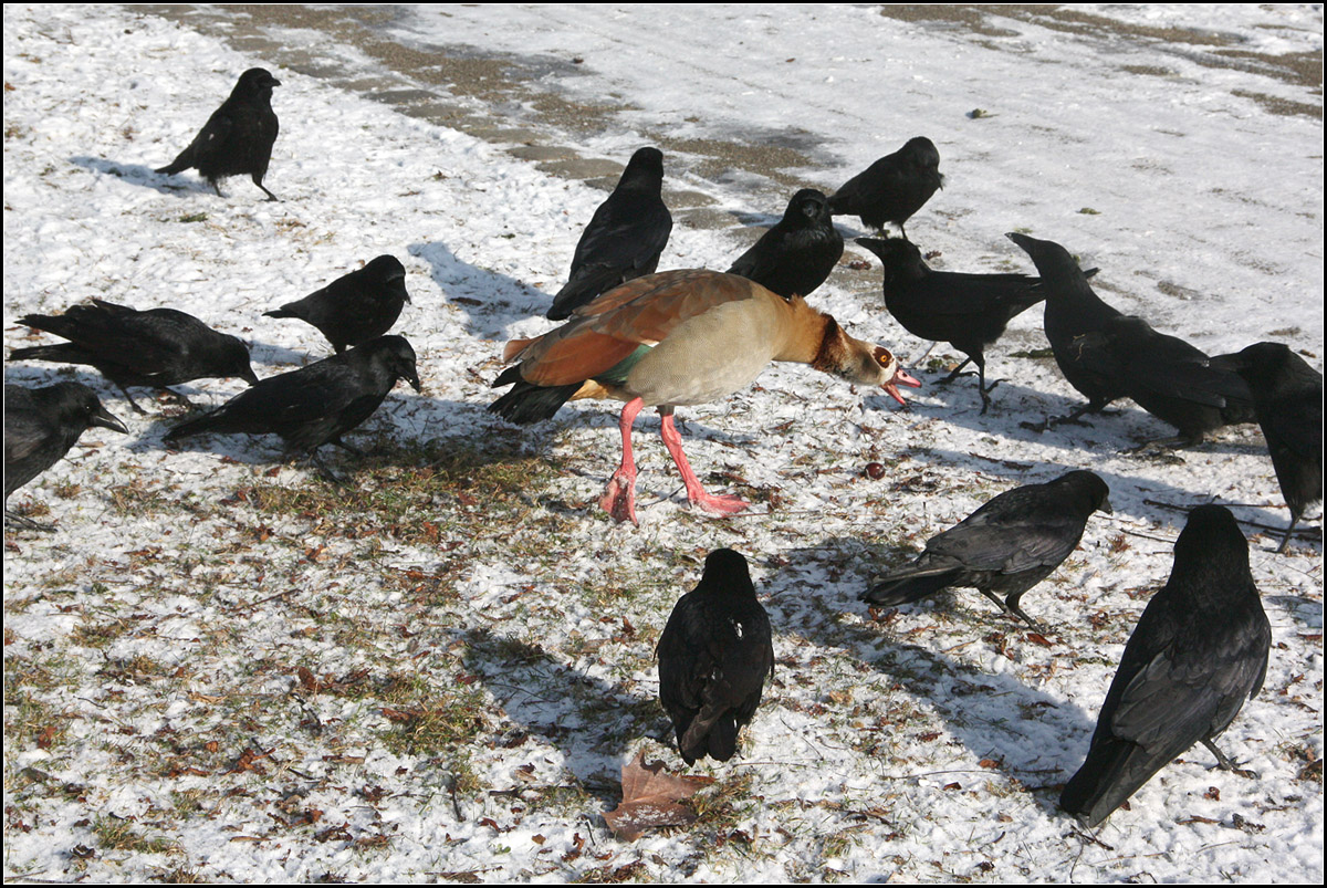 . Nilgans und Rabenkrhen -

Nachdem die Graugans verjagt war, kamen (zwei) Nilgnse und nahmen deren Platz ein. Die Nilgnse lieen sich nicht so viel von den Rabenkrhen gefallen und behaupteten ihren Platz ganz gut an dieser Stelle.

Stuttgart, Unter Schlossgarten, 18.01.2017 (M)