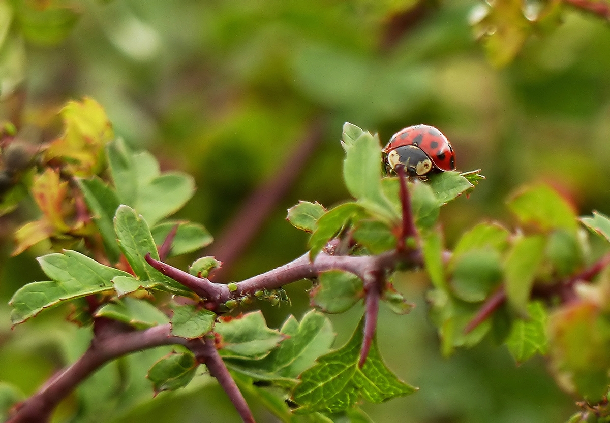 . Noch schlafe ich, aber wenn ich wach bin, geht's euch an den Kragen. 11.07.2014 (Jeanny)