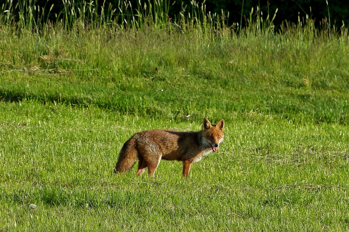 . Nur ganz kurz posierte der Fuchs fr die Fotografin, bevor er im angrenzenden Wald verschwand. 19.05.2014 (Jeanny)