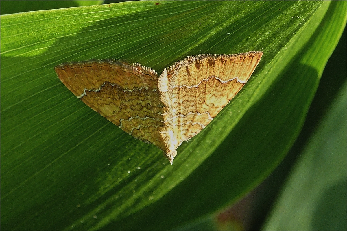  Ockergelbe Blattspanner (Camptogramma bilineata), aufgenomen am 21.06.2019.