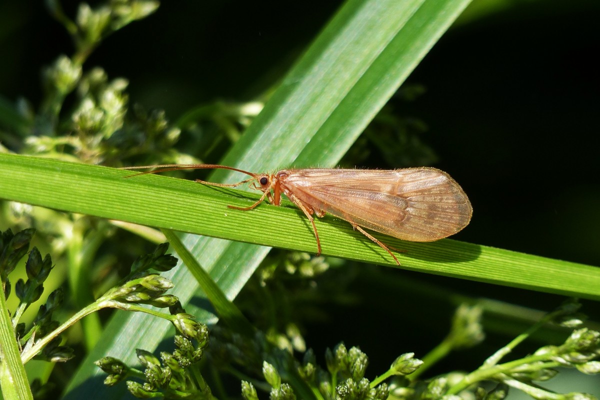 . Pilzkopf-Kcherjungfer (Anabolia nervosa), gesehen an einem kleinen Bachlauf nahe dem Vorstau in Bavigne.  11.06.2015 (Jeanny)