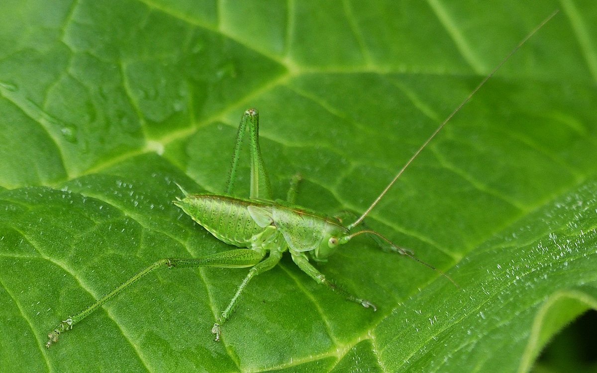 . Punktierte Zartschrecke gesehen am 21.06.2015 in unserem Garten. (Hans)