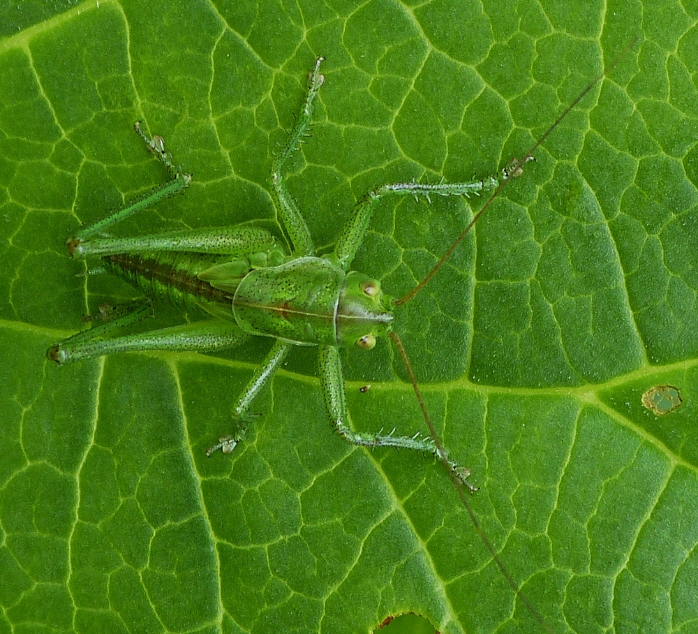 . Punktierte Zartschrecke gesehen am 21.06.2015 in unserem Garten. (Hans)