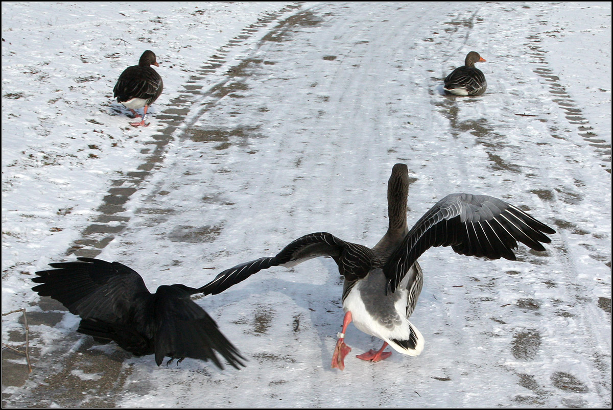 . Rabenkrhe piesackt Graugans -

Stuttgart, Unterer Schlossgarten.

18.01.2017 (M)