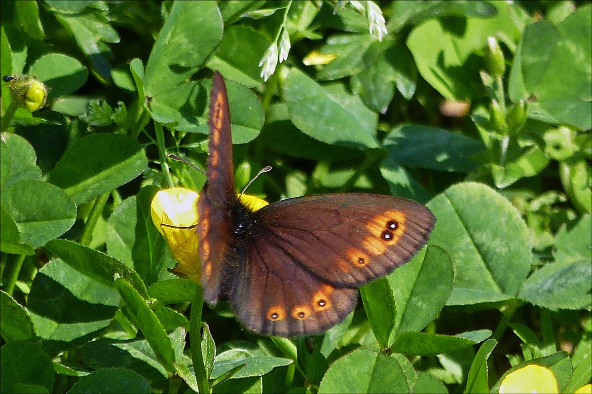 . Rundaugen-Mohrenfalter gesehen am Wegesrand.  06.06.2016.  (Hans)