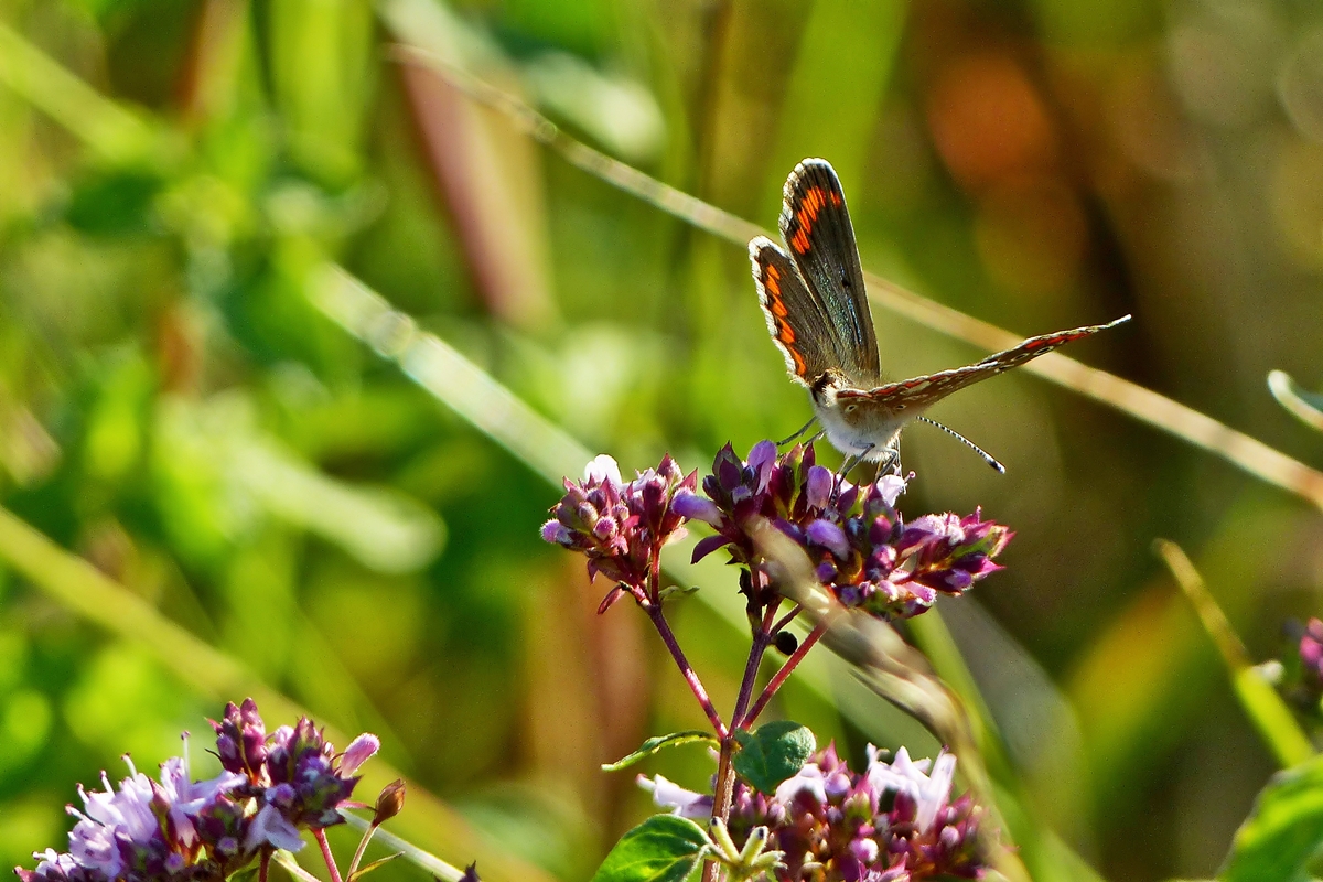 . Sehr selten in Mitteleuropa anzutreffen, das Weibchen des Kleinen Sonnenrschen-Blulings (Aricia agestis). Wilwerwiltz, 17.07.2014 (Jeanny)