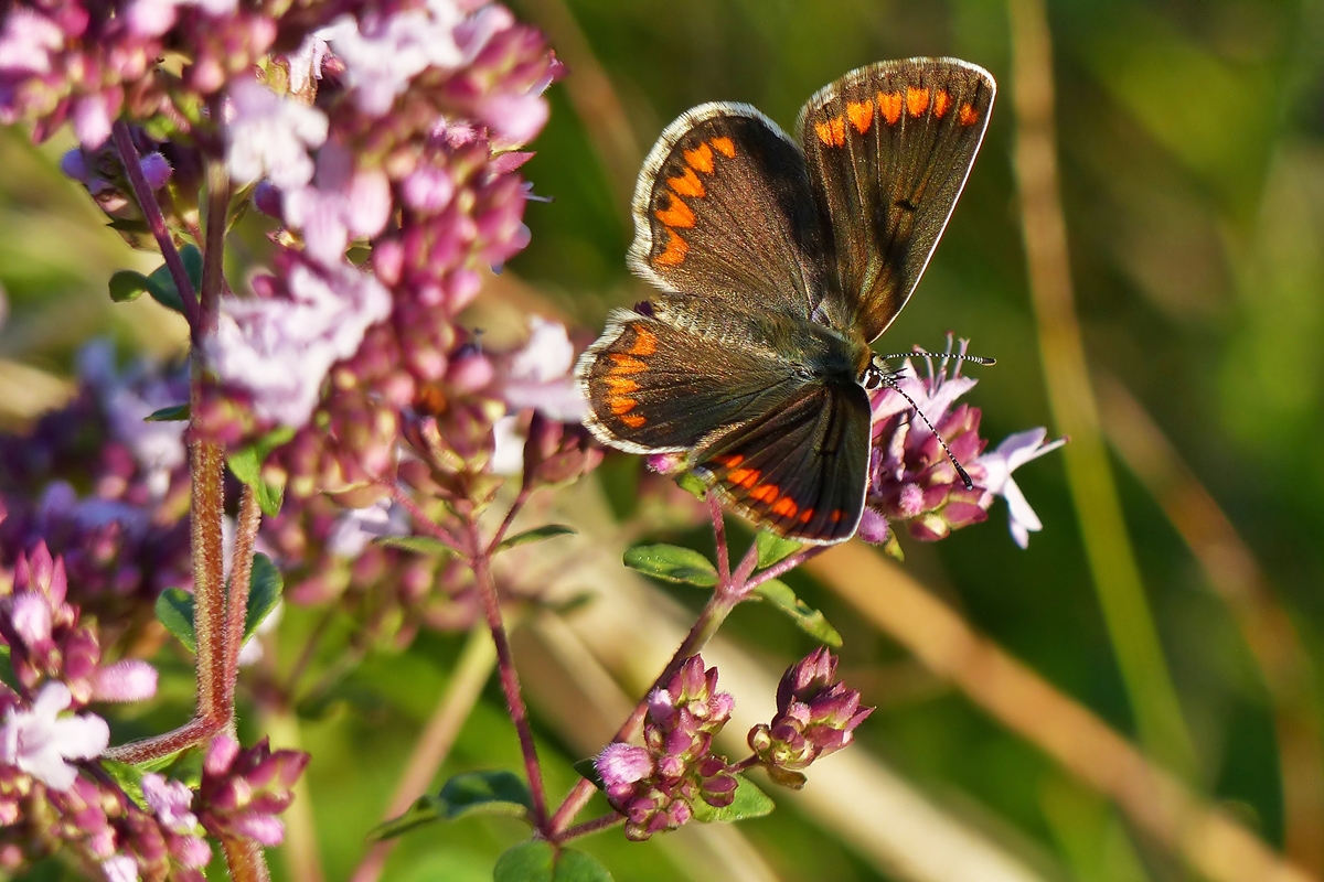 . Sehr selten in Mitteleuropa anzutreffen, das Weibchen des Kleinen Sonnenrschen-Blulings (Aricia agestis). Wilwerwiltz, 17.07.2014 (Jeanny)