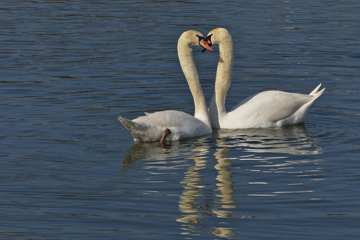 . So schn kann Liebe sein. 17.03.2015 (Jeanny)