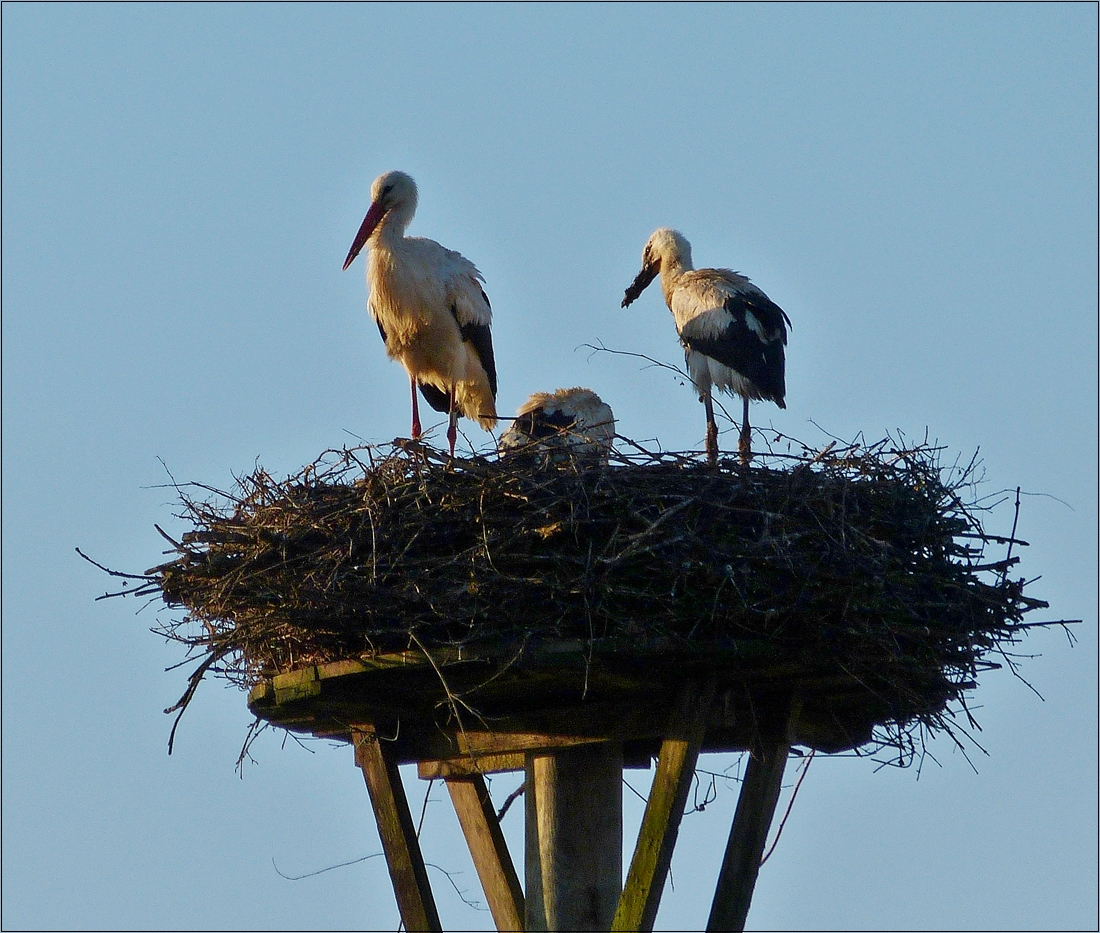 . Storchenfamillie in ihrem Nest.  20.06.2016