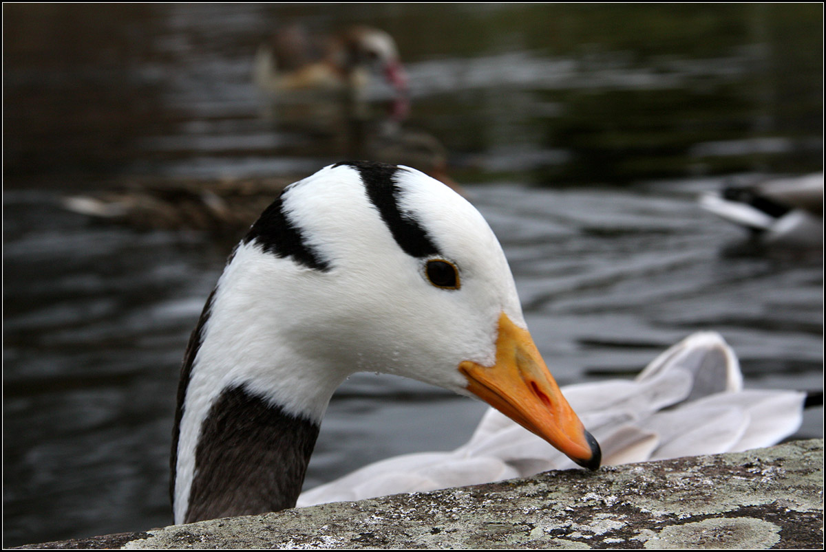 . Streifengans -

... oder Indische Gans (Anser indicus) auf dem Stuttgarter Killesberg.

01.03.2015 (M)