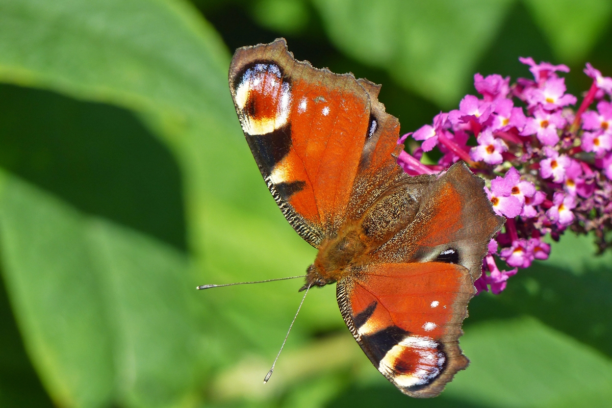 . Tagpfauenauge (Aglais io)  05.08.2015  (Jeanny)