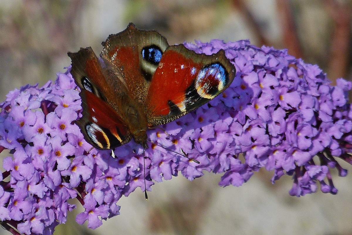 . Tagpfauenauge (Aglais io) aufgenommen in Michelau am 03.10.2014. (Hans)