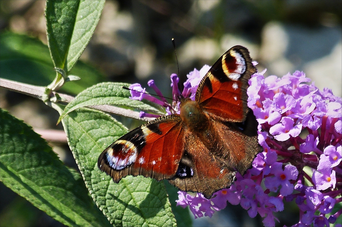 . Tagpfauenauge (Aglais io) gesehen am 03.10.2014 in Michelau. (Hans)