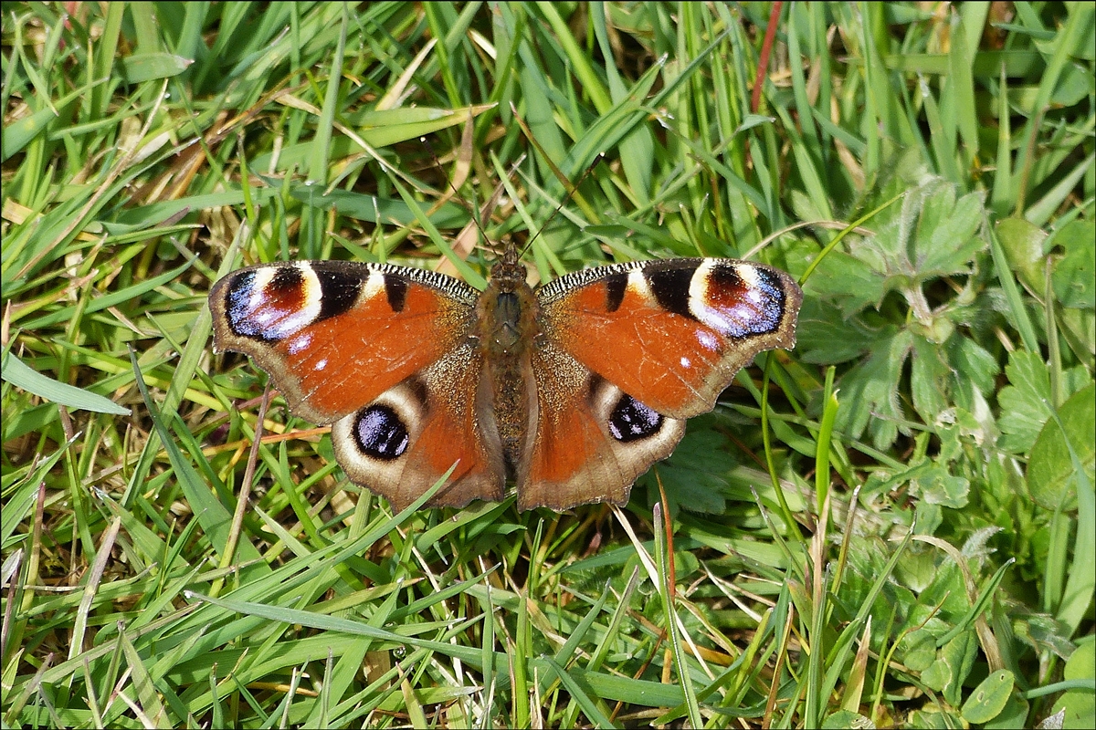 . Tagpfauenauge landete am 31.03.2014 vor mir im Gras. (Hans)