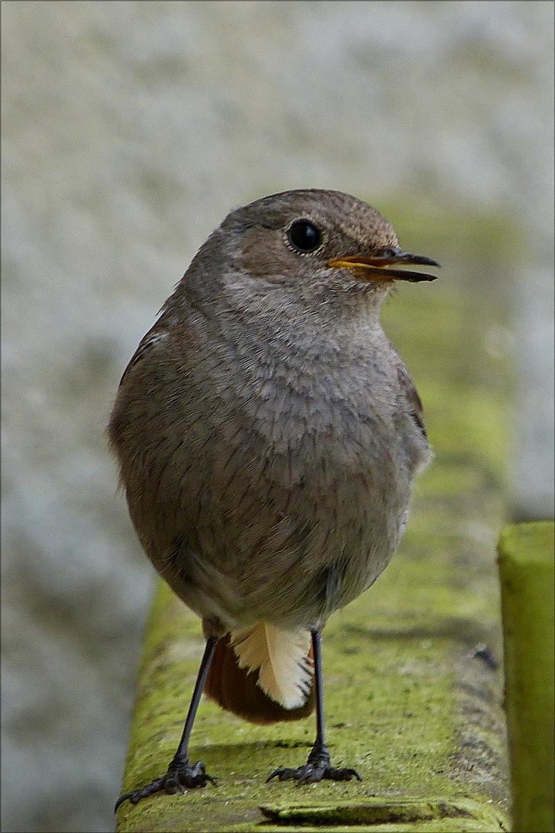 . Whrend ich den Jungvogel vom Hausrotschwanz fotografierte, hpfte dieser Elternteil aufgeregt , mich mit Warntnen beschimpfend, auf dem Balken am Gartenrand hin und her. 