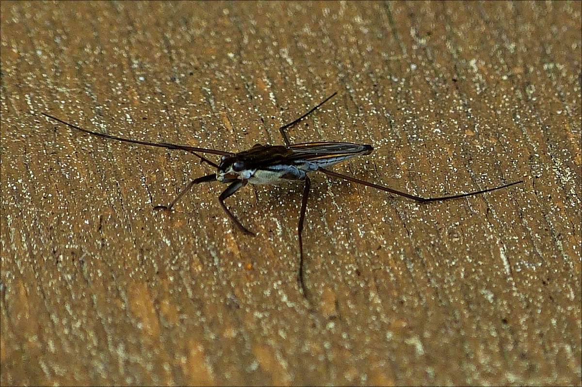 . Wasserlufer, aus meiner Wassertonne im Garten auf einen trockenen Platz zum Fotografieren gesetzt.  April 2018  (Hans)