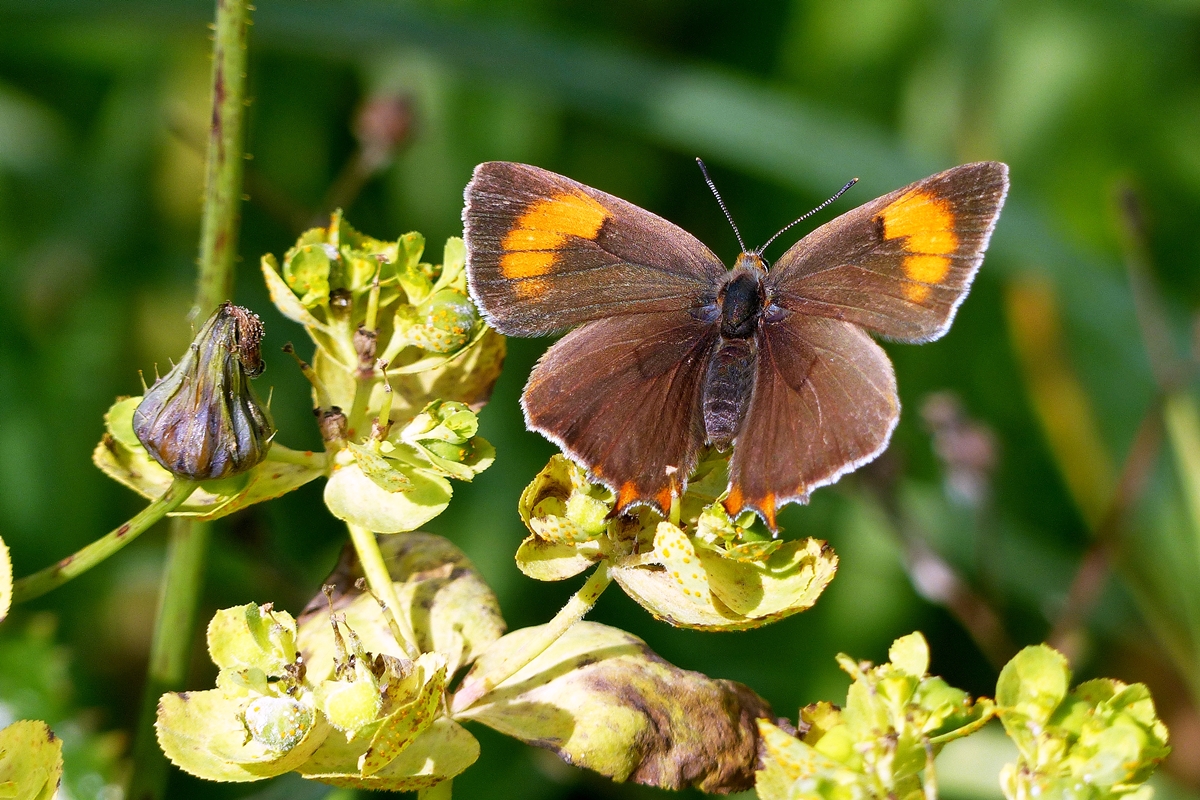 . Wieder mal was Seltenes erwischt, ein Weibchen des Nierenfleck-Zipfelfalters (Thecla betulae). Erpeldange/Wiltz (L), 14.08.2014 (Jeanny)