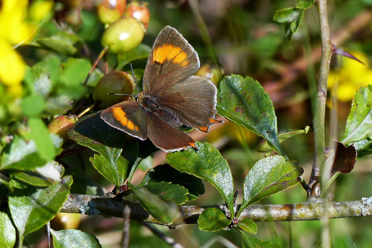 . Wieder mal was Seltenes erwischt, ein Weibchen des Nierenfleck-Zipfelfalters (Thecla betulae). Erpeldange/Wiltz (L), 14.08.2014 (Jeanny)