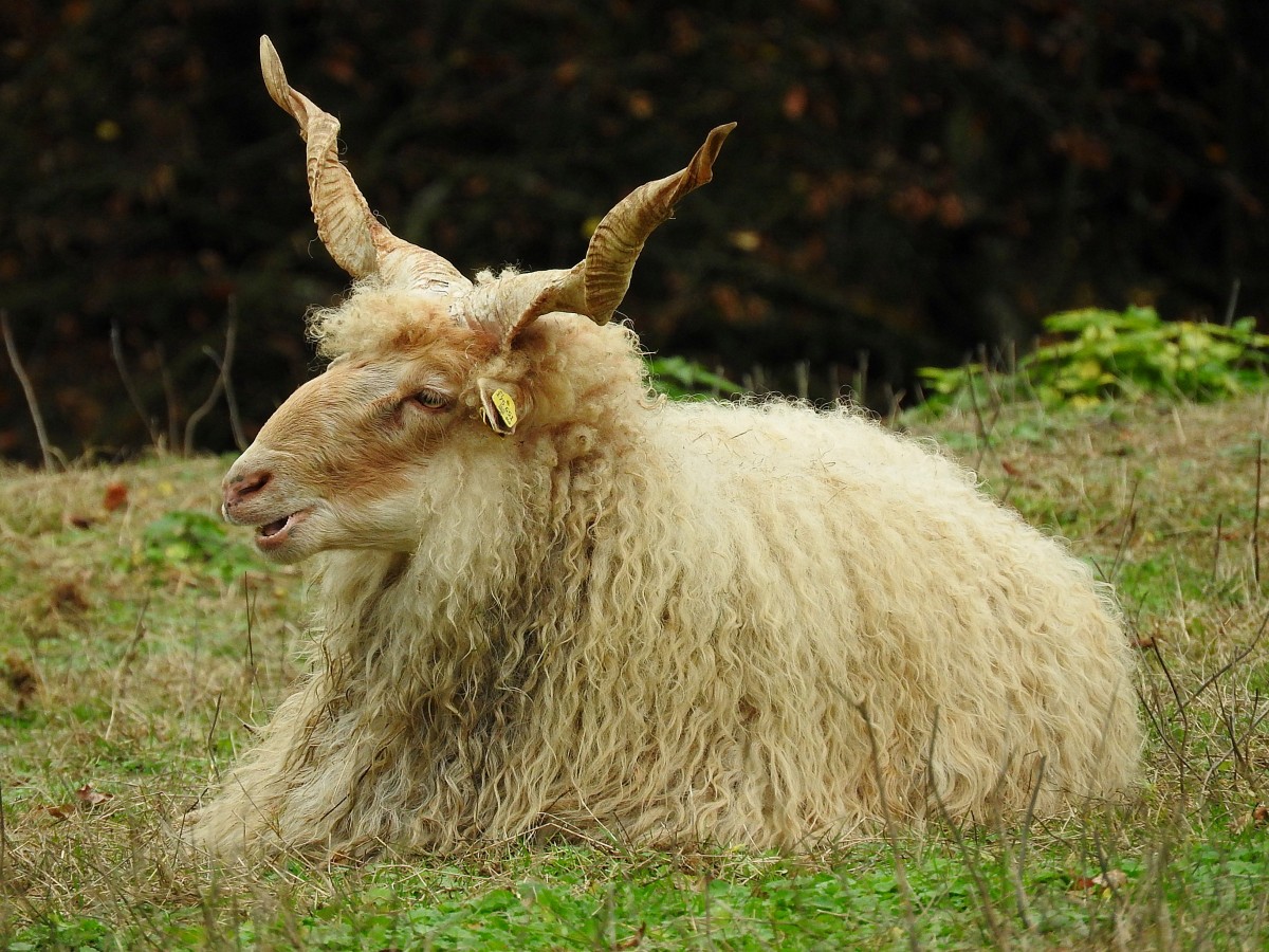  Zackelschaf (Ovis aries strepsiceros Hungaricus) bei der Mittagsrast; 141108