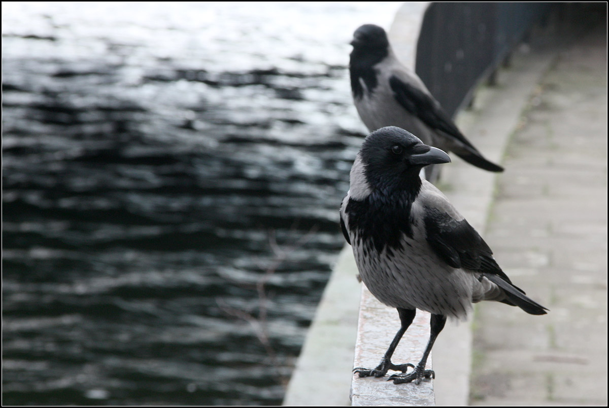 . Zwei Nebelkrhen an der Spree -

Rabenkrhen scheinen in Berlin nicht sesshaft zu sein, dafr die Nebelkrhen.

24.02.2016 (M)