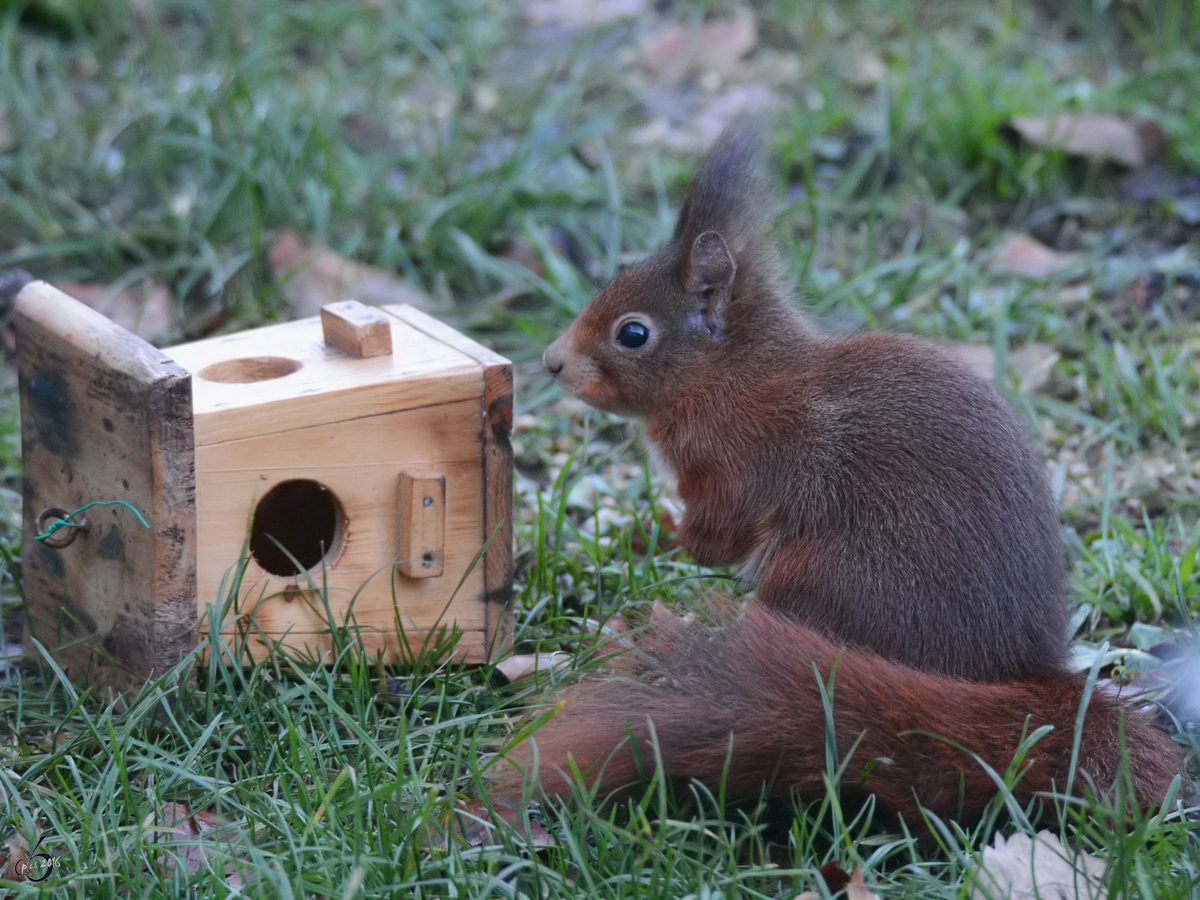 1:0 fr das Eichhrnchen im Kampf mit dem Futterhuschen. (Dezember 2017)