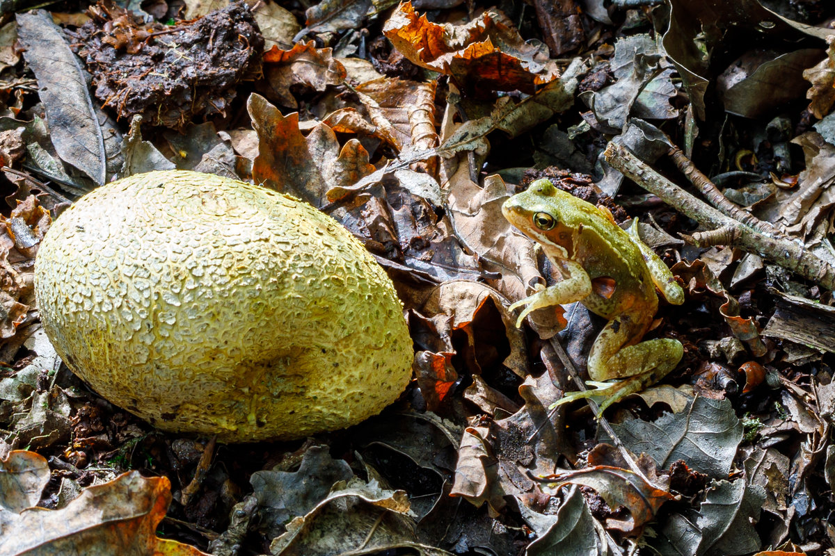 10.9.2020 - ein kleiner Wasserfrosch im Unterholz im Zeteler Urwald. Was mag er wohl von dem Kartoffelbovist halten?