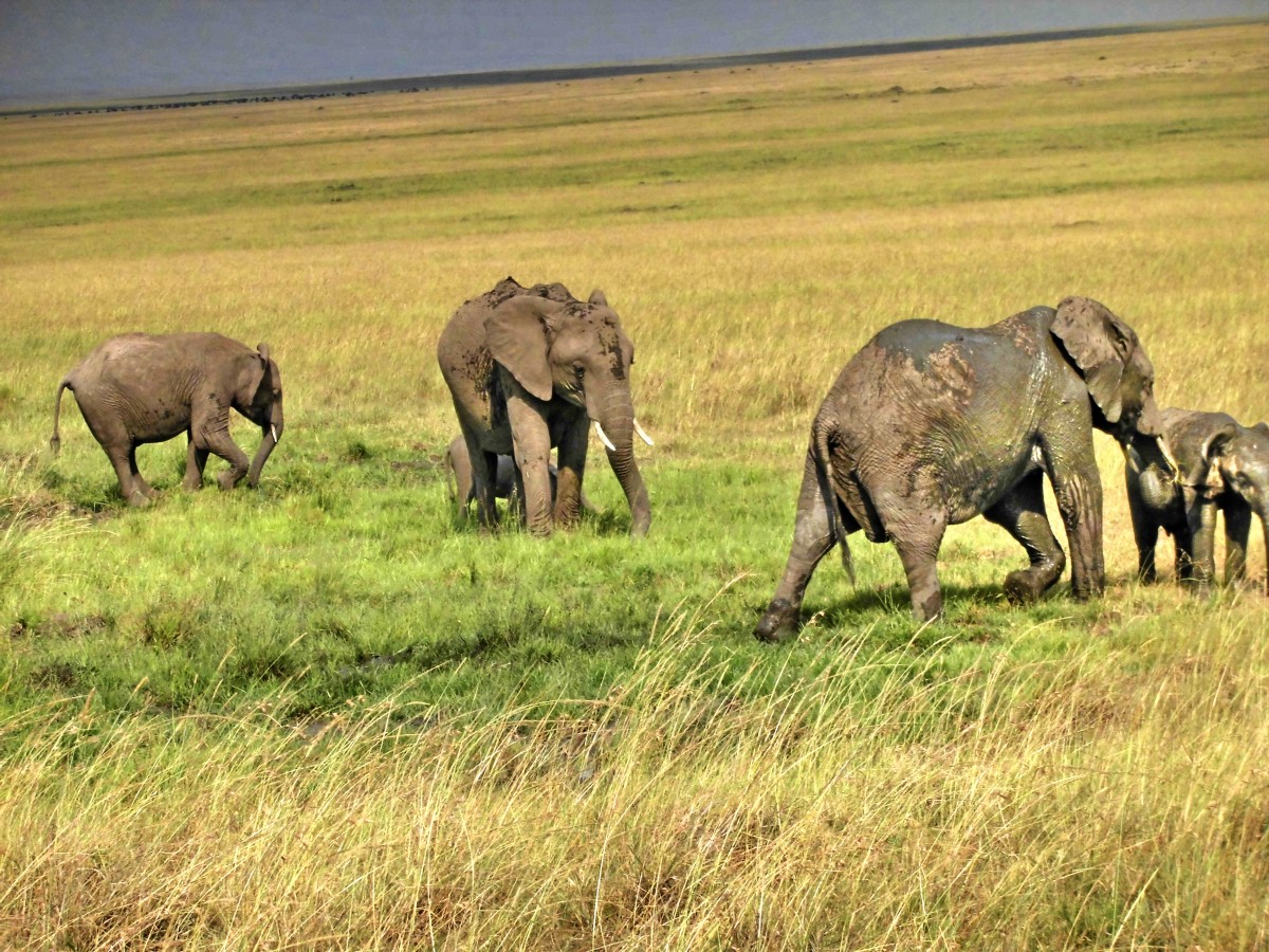 13. Februar 2014, kleine Elefantenherde (Massai Mara)