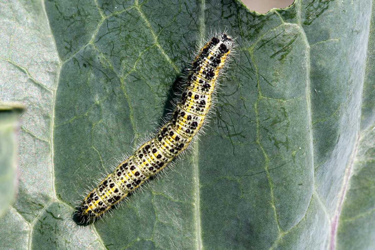 15.8.2020 - Raupe des Groen Kohlweilings auf einer Kohlrabipflanze. Sie sind dieses Jahr in Masse aufgetreten. Wir haben sie fressen lassen in der Hoffnung, nchstes Jahr viele Groe Kohlweilinge im Garten flattern zu sehen. Zetel/Friesland