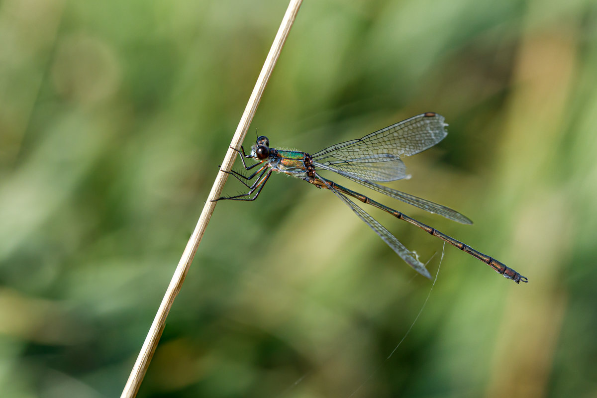 15.9.2020 - Libelle: Mnnliche Weidenjungfer. Fotografiert am Kleinhorster Tief in Ostfriesland. Bei der Bestimmung der Libelle war der NABU Schortens behilflich.