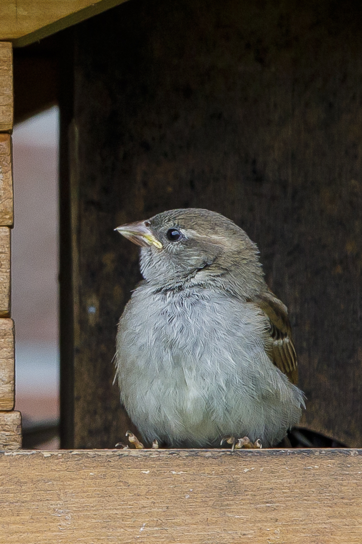 17.06.2022 Zetel - In meinem Garten. Ein junger Haussperling sitzt im Futterhaus und geniet entspannt die Welt