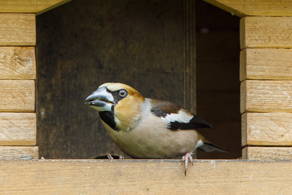 17.6.2022 - Zetel. Ein Kernbeier in meinem Vogelhuschen. Er sieht aus, als stnde er in Angriffsstellung. Da er grer ist als die vielen Sperlinge in dem Vogelhuschen verjagt er diese regelmig.