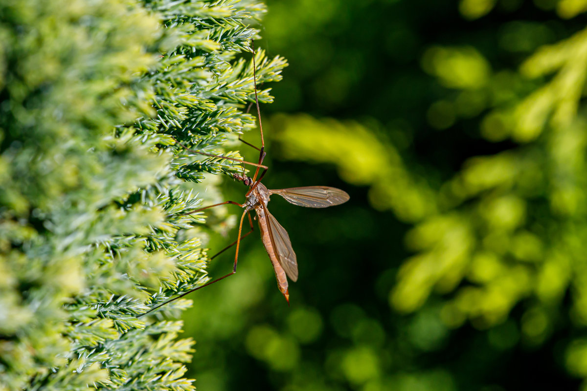 1.9.2020 - Schnake an einer Konifere im Garten. Zetel / Friesland