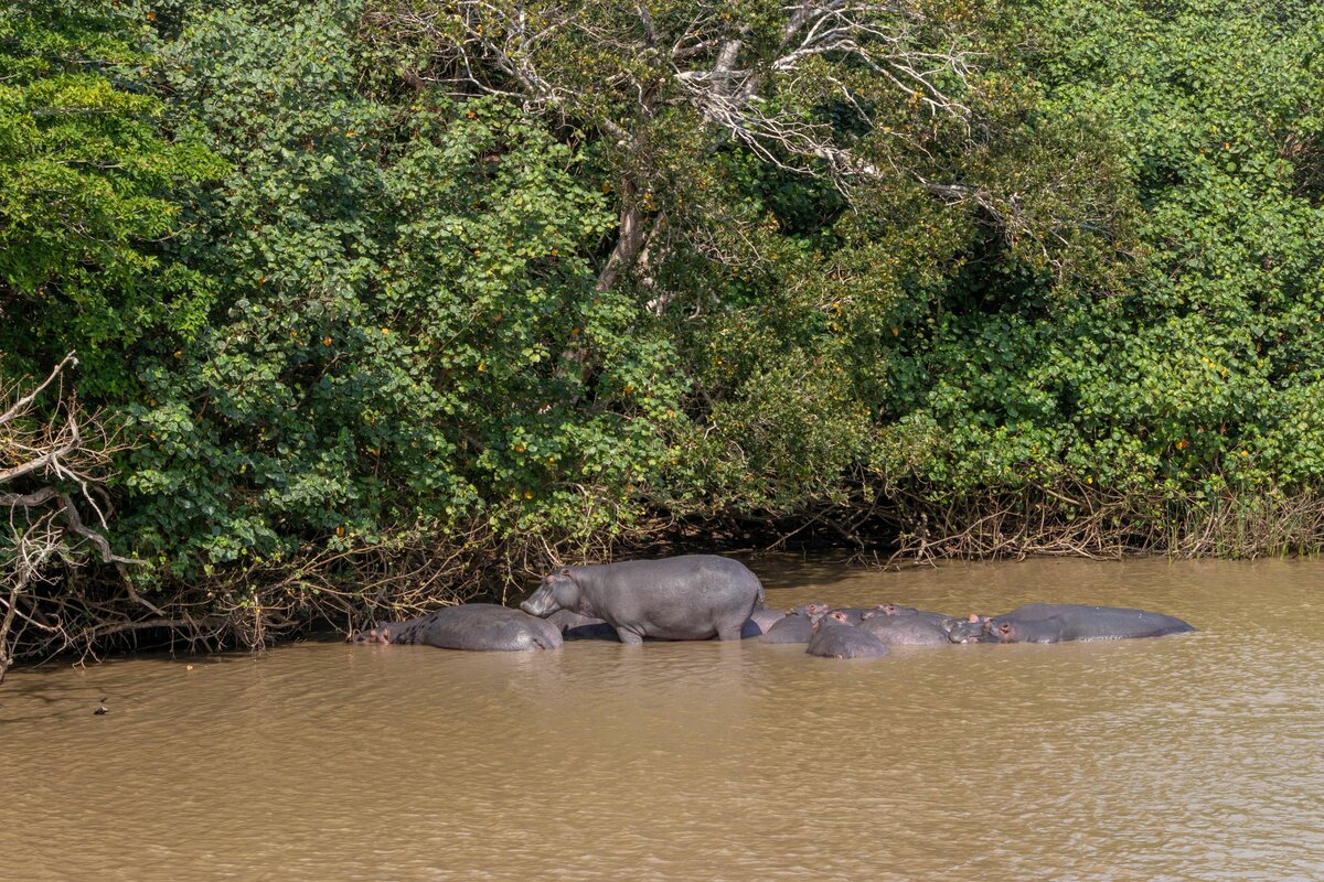 2 Flusspferde in Santa Lucia im Augst 2018 Im Wasser Whrend der Boots Safari 