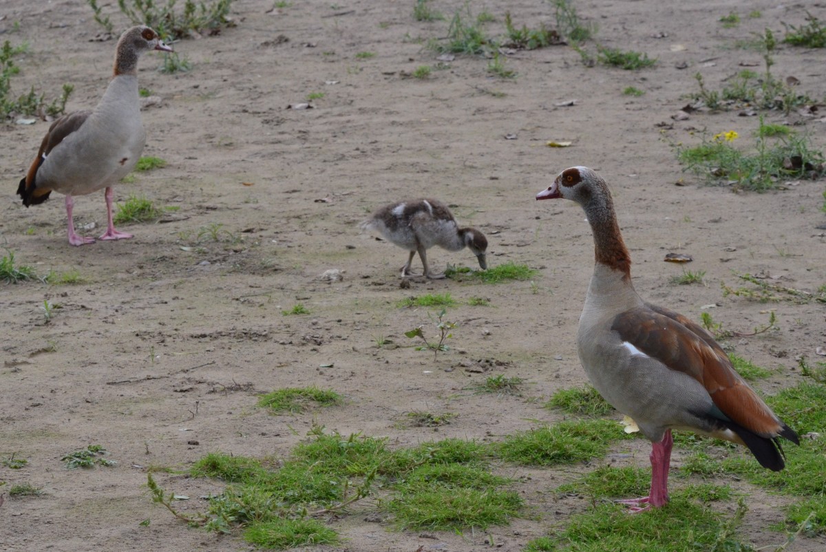 2 Nilgnse mit Kcken am Rhein vorm Rolandseck beobachtet am 22.09.2013. Die Nielgnse waren bereits den alten gyptern, Griechen und Rmern als Parkvgel bekannt. Nach Westeuropa gelangten sie im 17. und 18. Jahrhundert, wo sie anfangs in Parks, Menagerien und seit Anbeginn in den Zoos gehalten und gezchtet wurden.