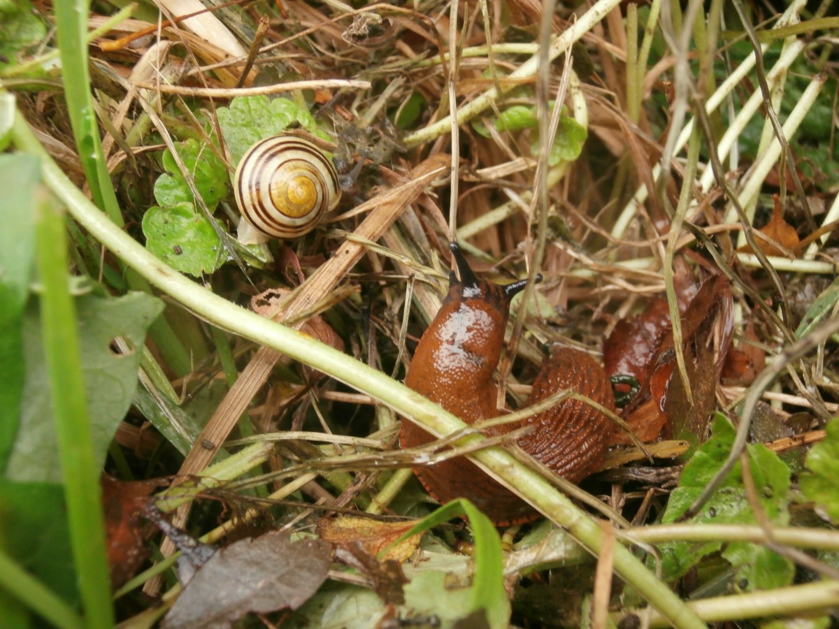 2 Schnecken in Essen Eiberg.

Essen 21.09.2014