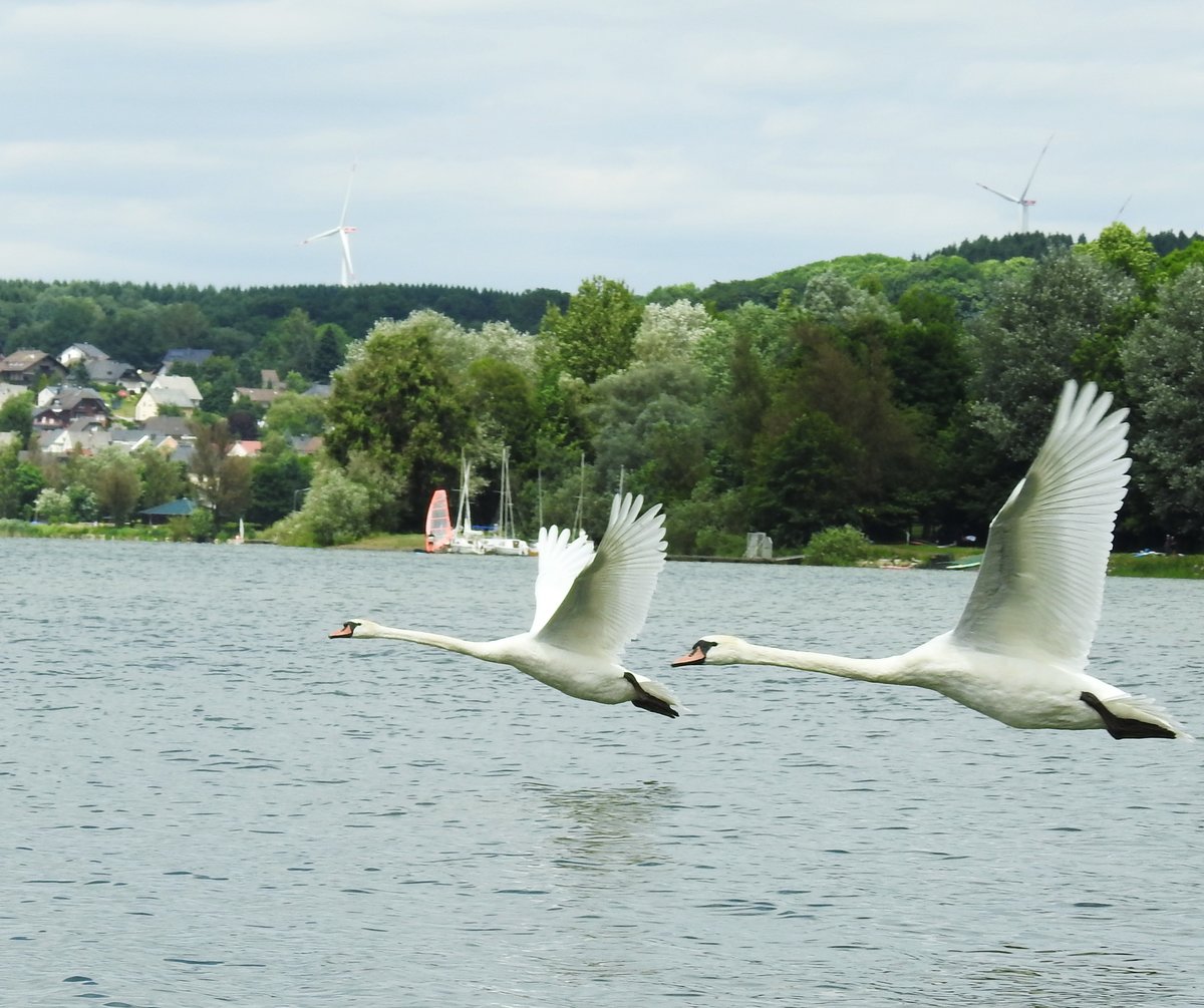 2 SCHWNE HEBEN AB IM WESTERWALD....
Am 24.6.2017 war ich auf dem WIESENSEE bei WESTERBURG/WESTERWALD im Tretboot
unterwegs-rechts von meinem Boot eine Gruppe von 4/5 Schwnen und etlichen
Enten.Durch ein pltzliches Gerusch aufgeschreckt,stieg die gesamte Gruppe
schlagartig aus dem Wasser auf und kam im Formationsflug vor meinem Boot her.
Hatte meine Kamera zwar griffbereit neben mir liegen,
konnte aber durch Heranzoomen nur die ersten 2 aufs Bild bekommen-
htte ich alle 4/5 Schwne aufs Bild bekommen,meine Begeisterung ber dieses
Erlebnis wre kaum zu beschreiben...:-)