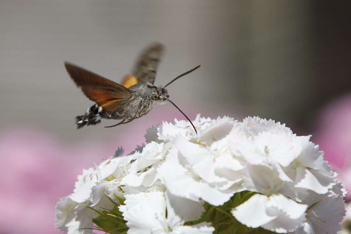 22.6.2022 Zetel. Die Bartnelken im Garten bieten auch dem Taubenschwnzchen Nahrung.