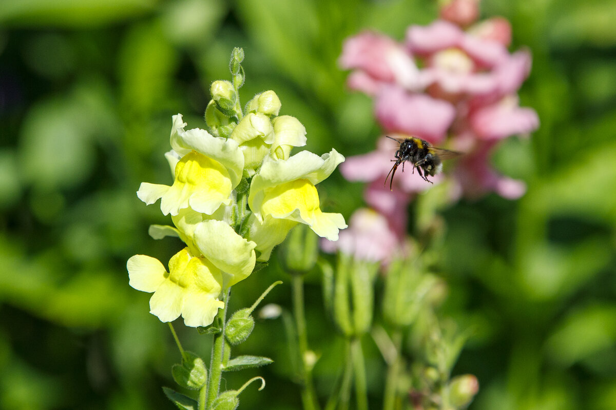 22.6.2022 - Zetel. Eine Hummel fliegt ein Lwenmulchen an. Der Rssel ist ausgefahren.