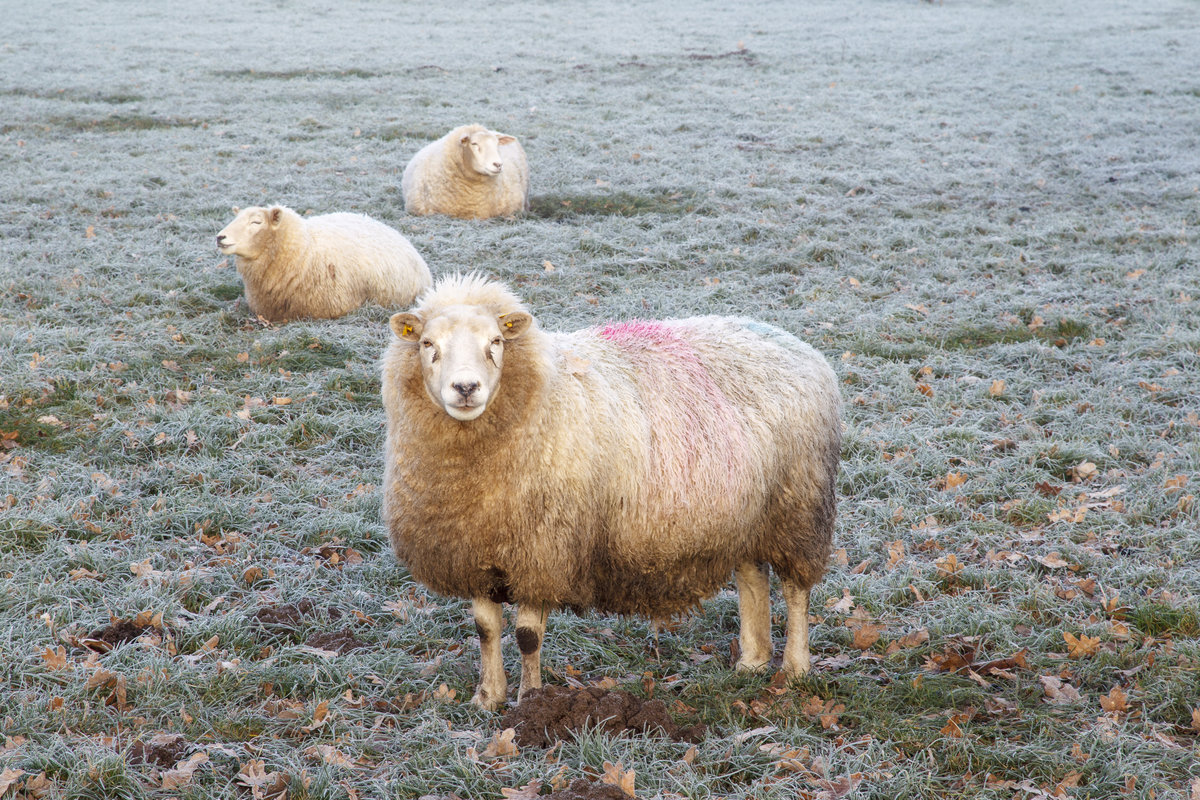 24. Januar 2021 - Schaf auf frostiger Wiese in der Friesischen Wehde